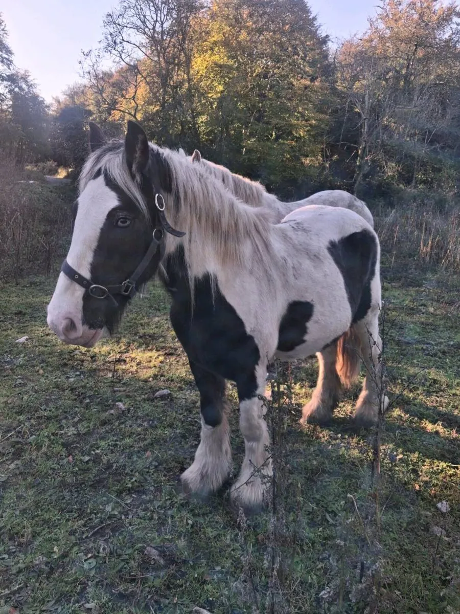 gelding for sale - Image 1