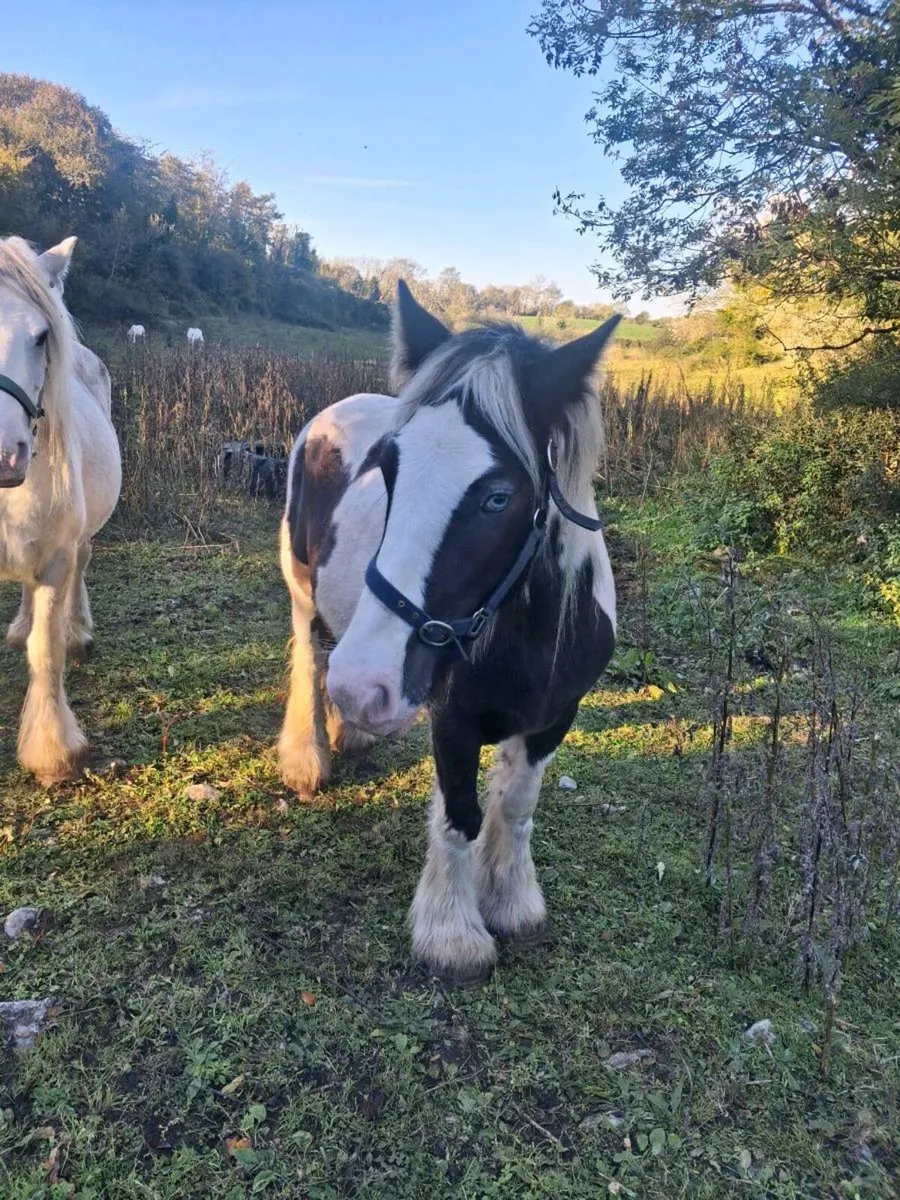 gelding for sale - Image 2