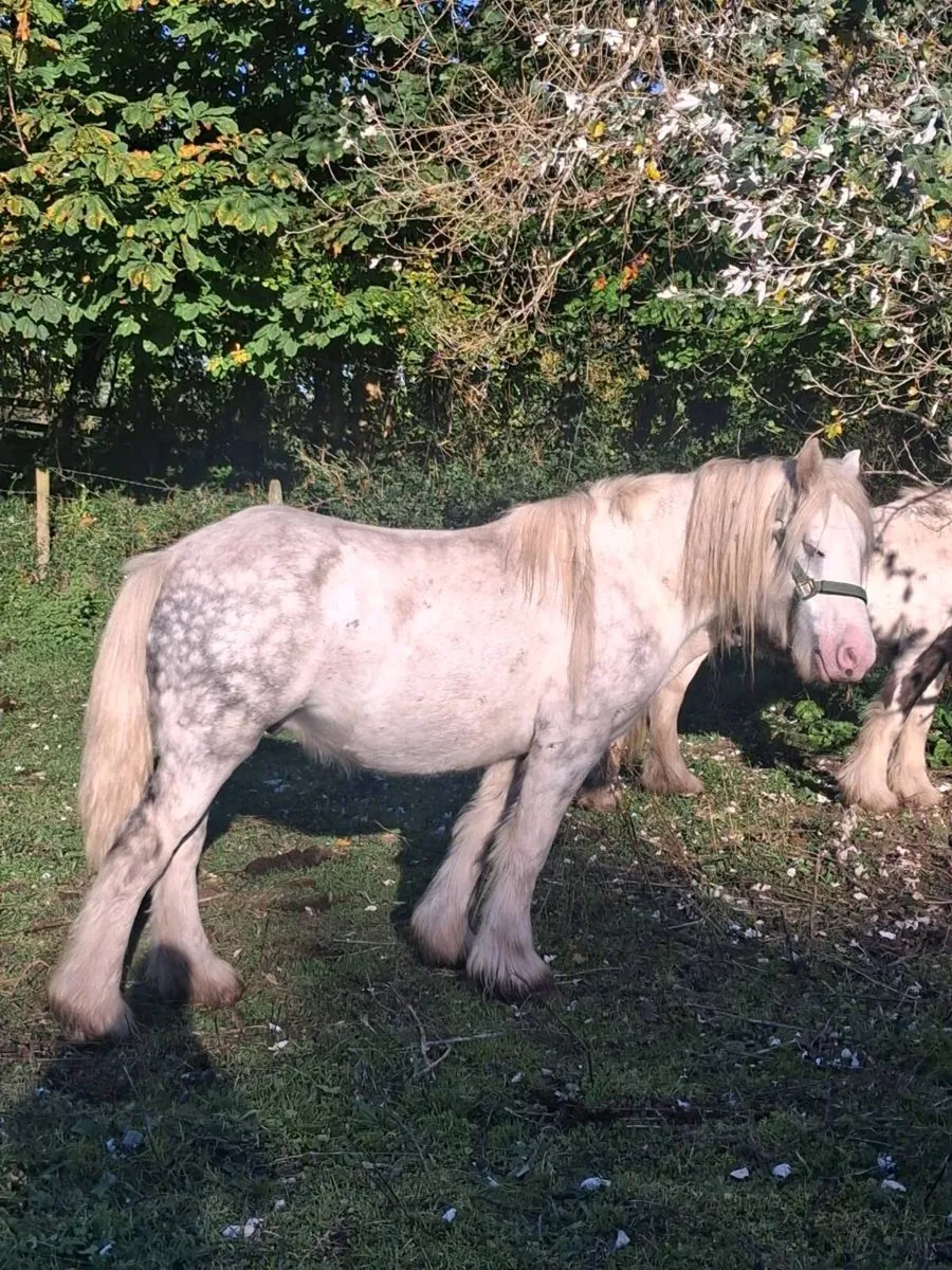 Gelding - Image 1