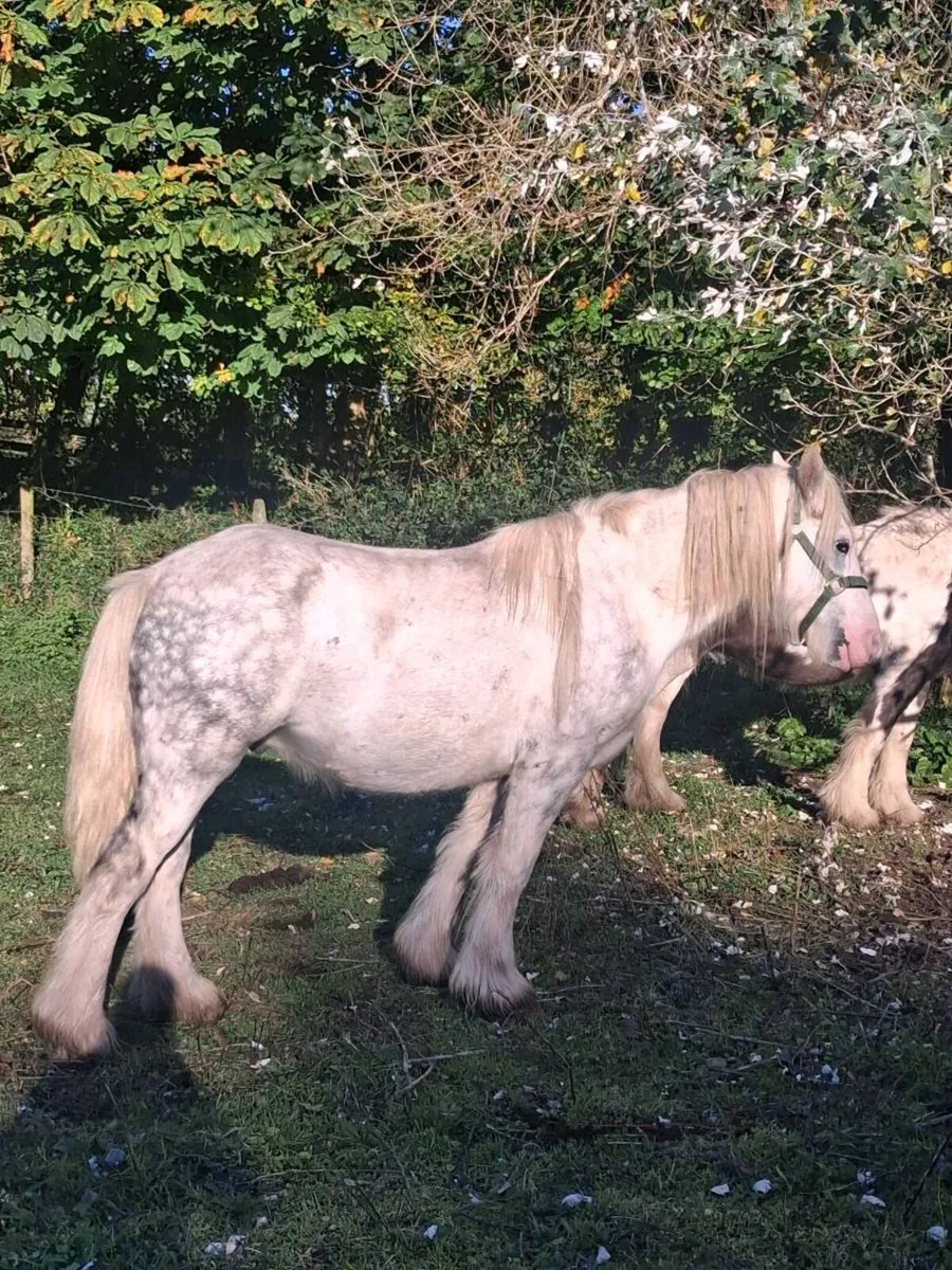 Gelding - Image 2