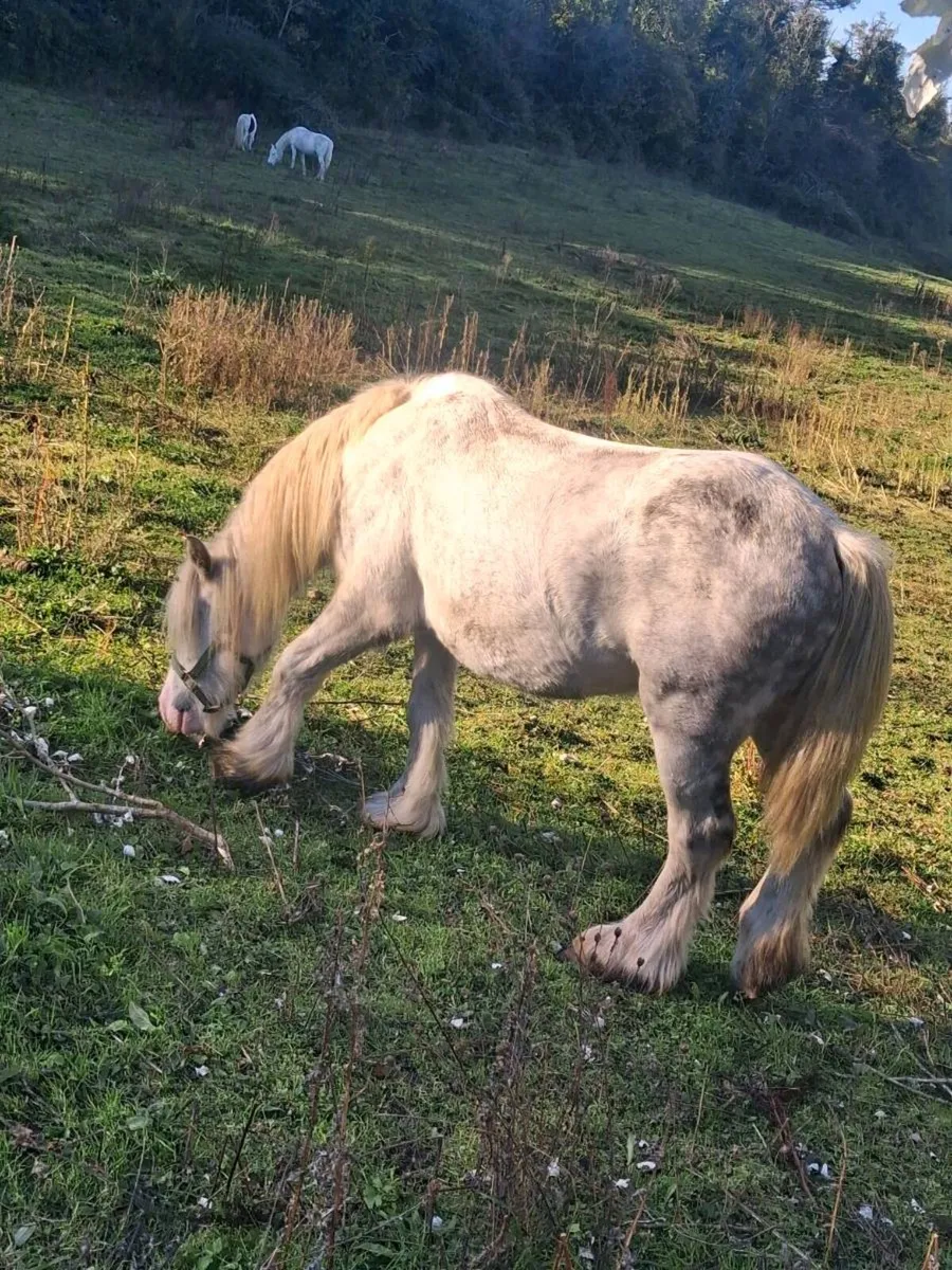 Gelding - Image 3