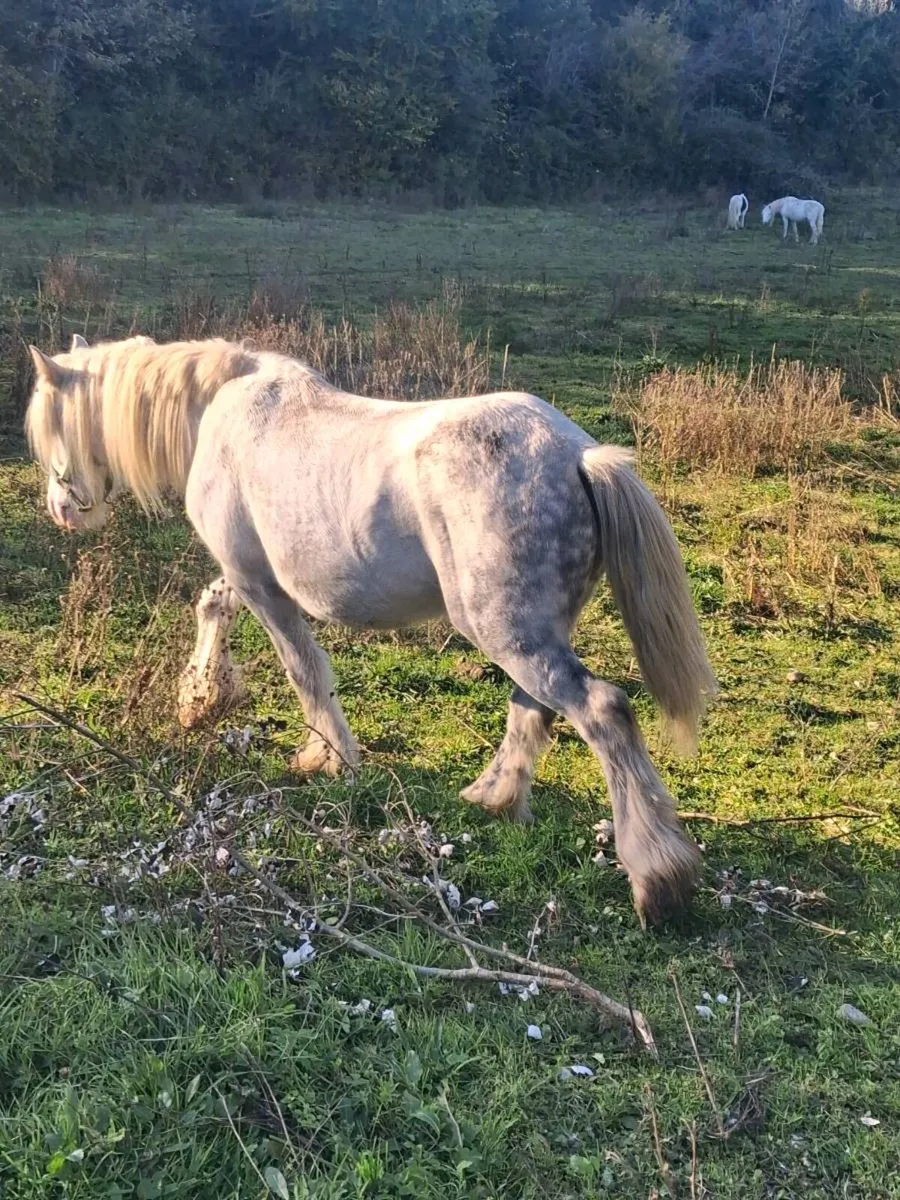 Gelding - Image 4