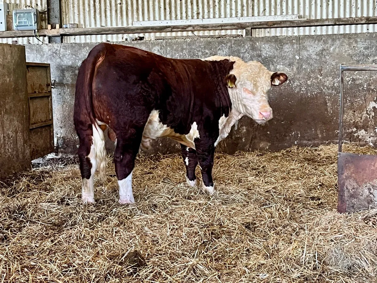 EASY CALVING Pedigree Hereford BULL - Image 1