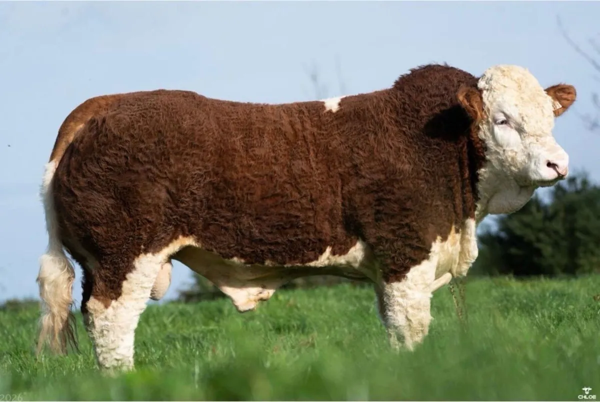 2 Serious Quality Simmental Bulls For Sale - Image 1