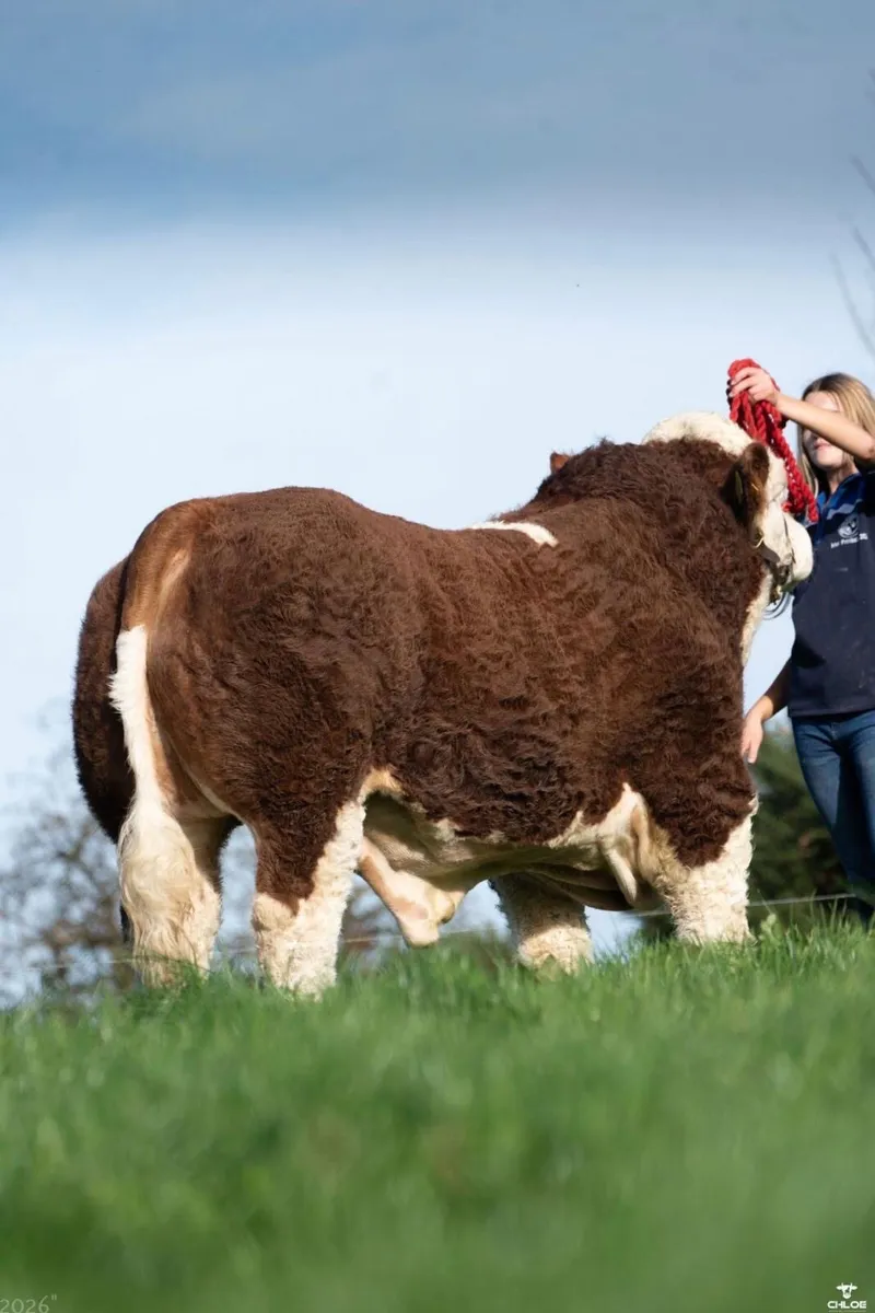 2 Serious Quality Simmental Bulls For Sale - Image 2