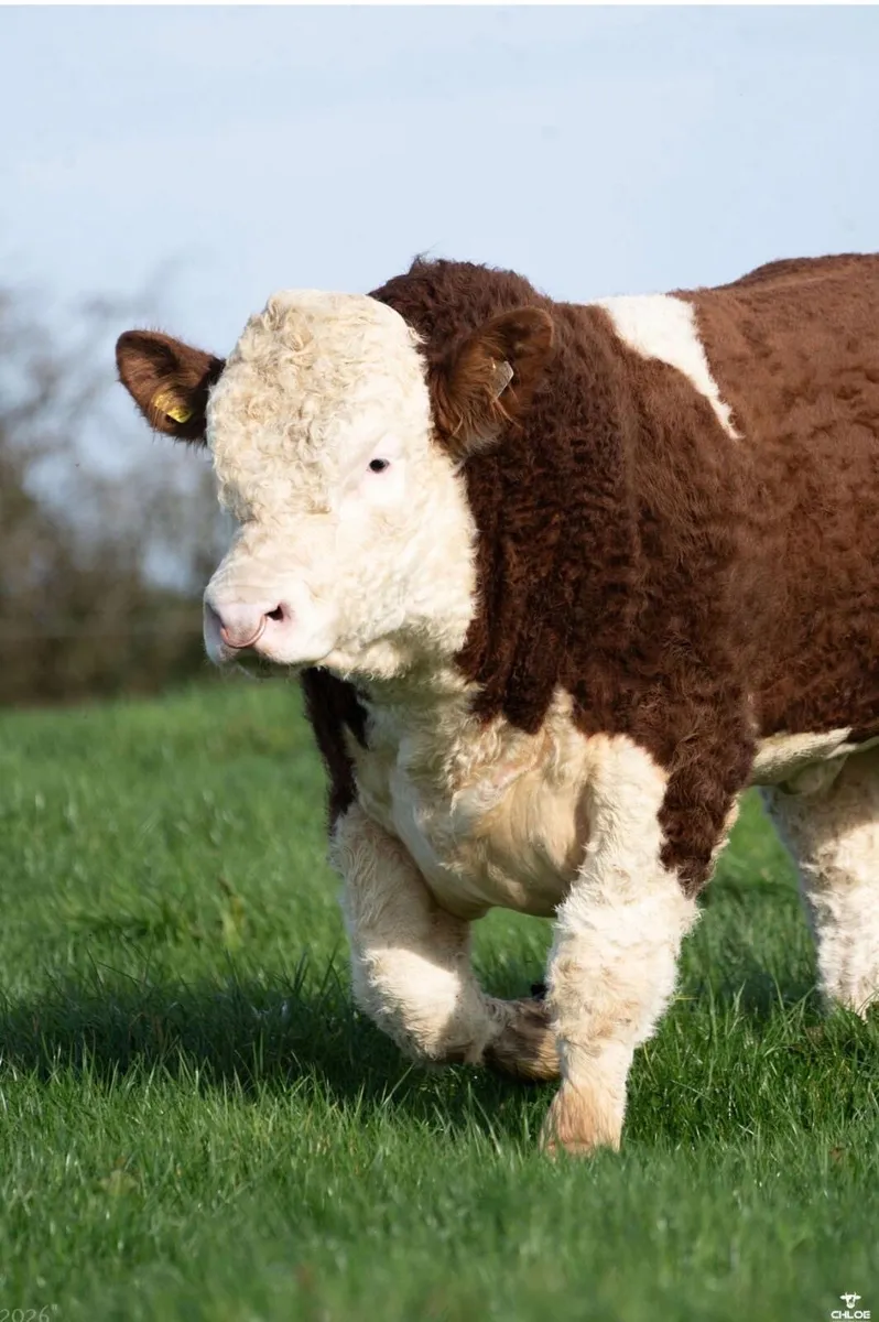 2 Serious Quality Simmental Bulls For Sale - Image 3