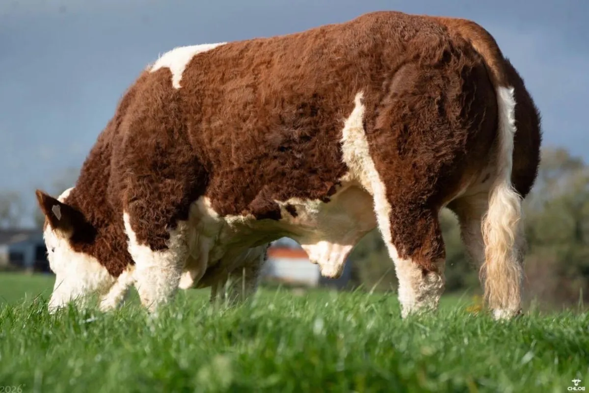 2 Serious Quality Simmental Bulls For Sale - Image 4