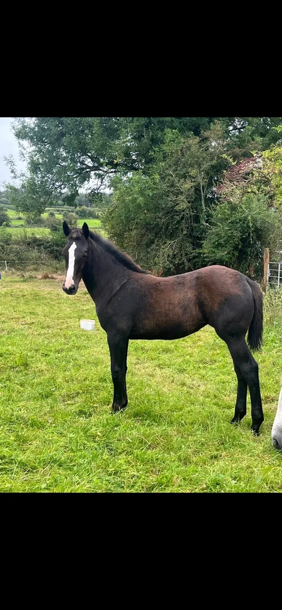 Filly foal - Image 2