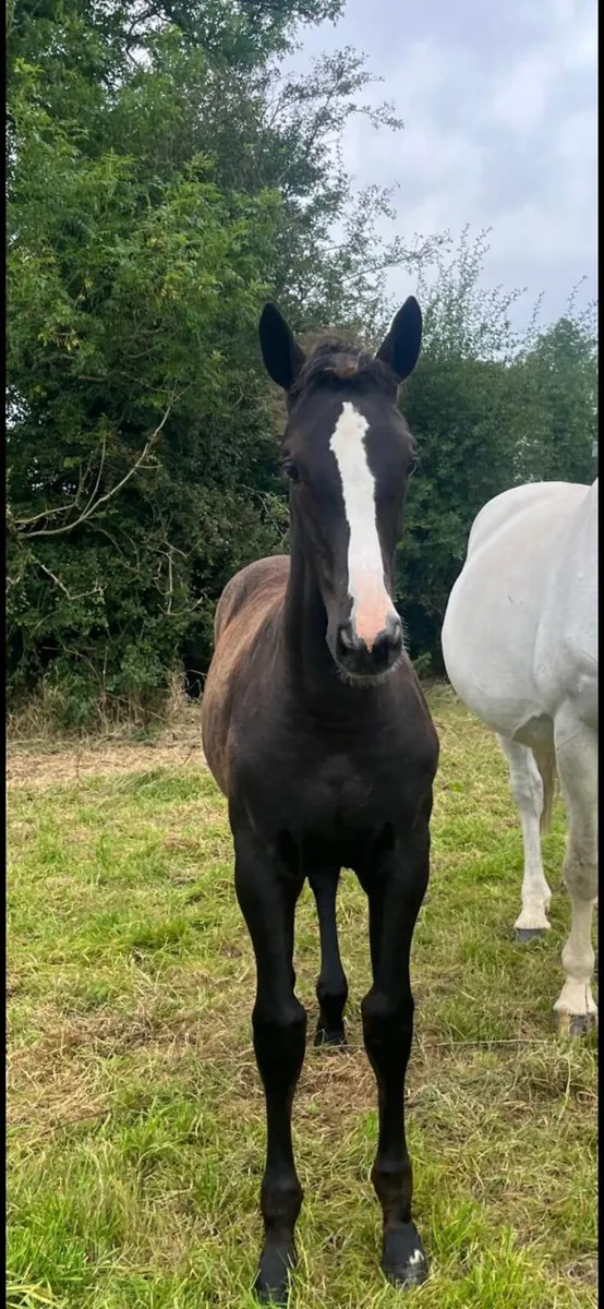 Filly foal - Image 3
