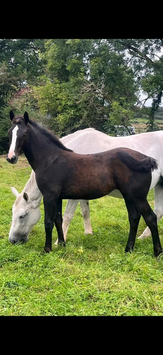 Filly foal - Image 1