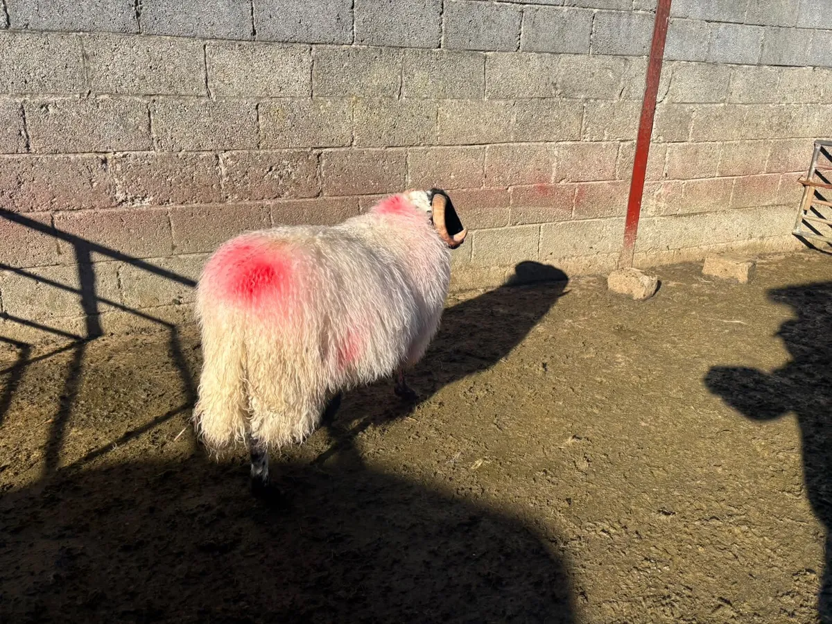 Mountain Ram Lamb - Image 2