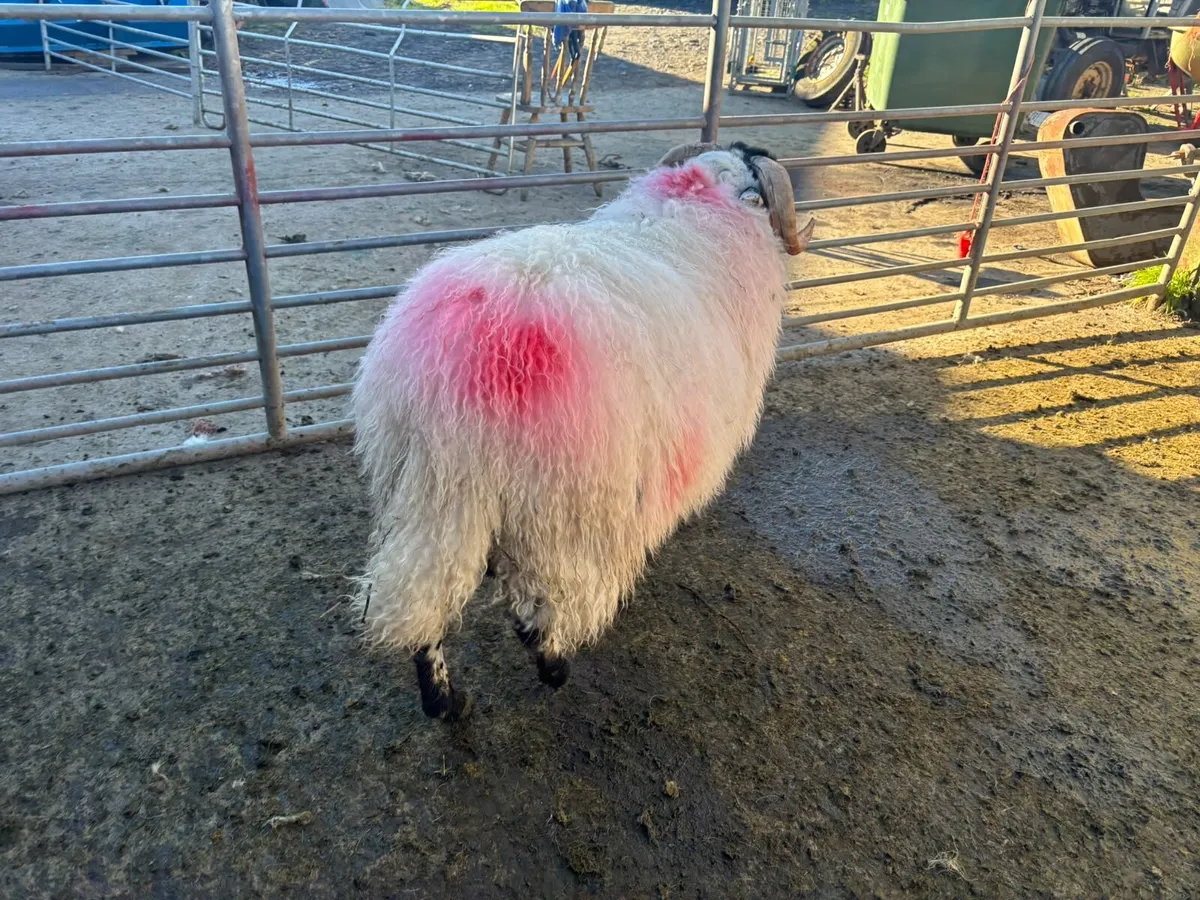 Mountain Ram Lamb - Image 3