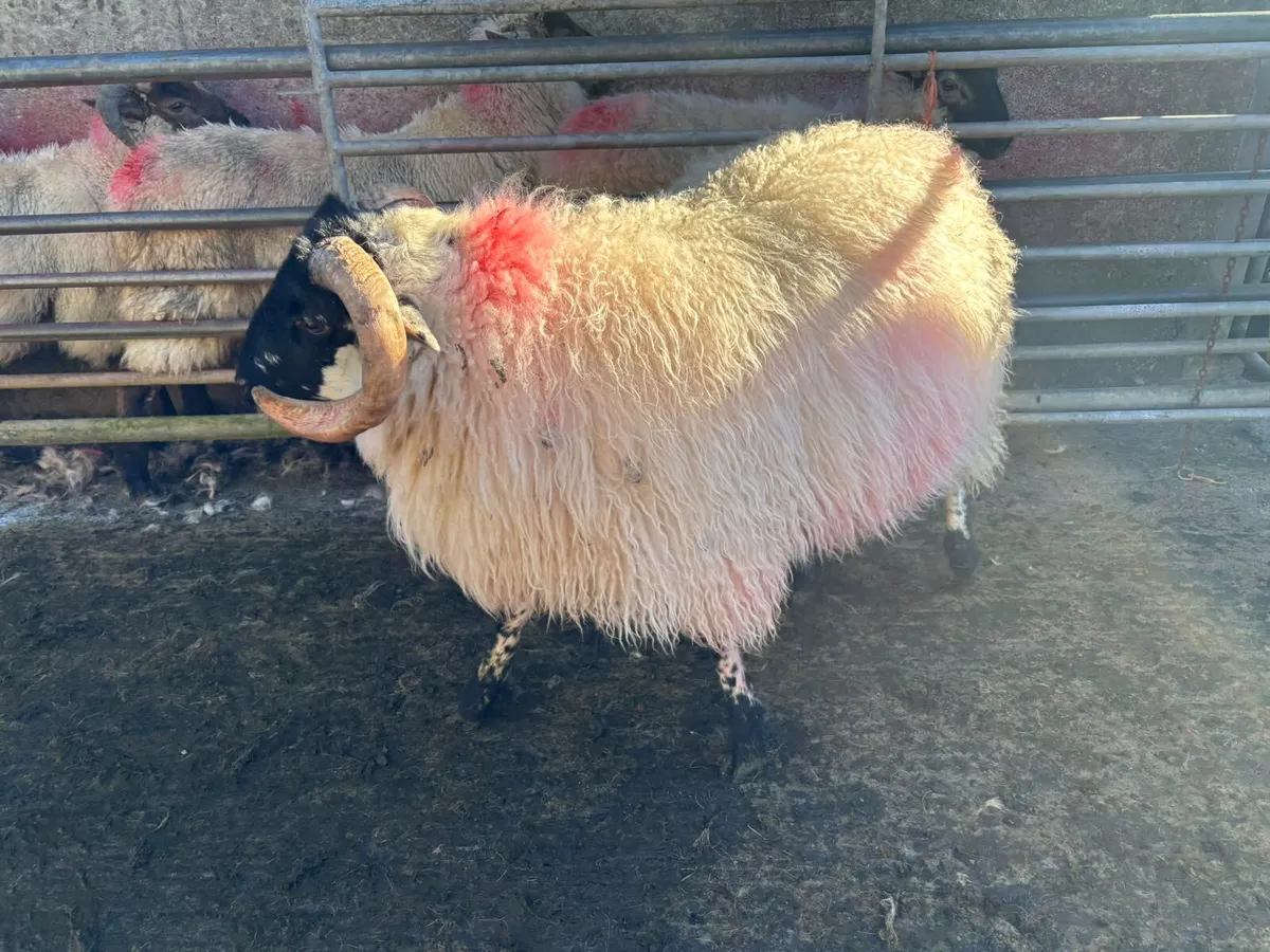 Mountain Ram Lamb - Image 1