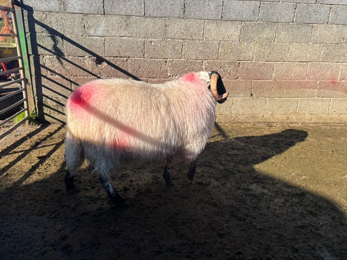 Mountain Ram Lamb - Image 4