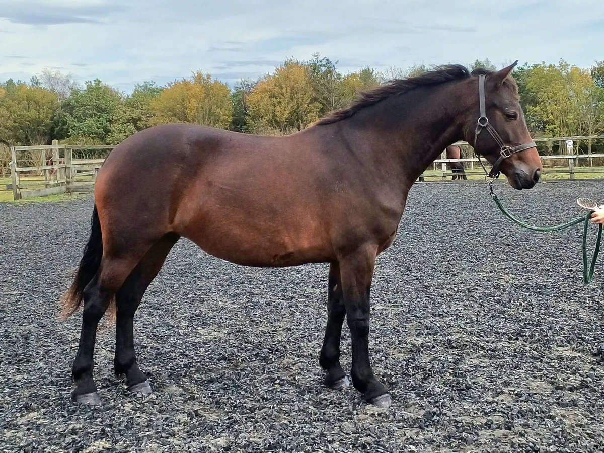 Lot 554 Clifden Sale 5yr Class 1 Bay Mare 148cm - Image 1
