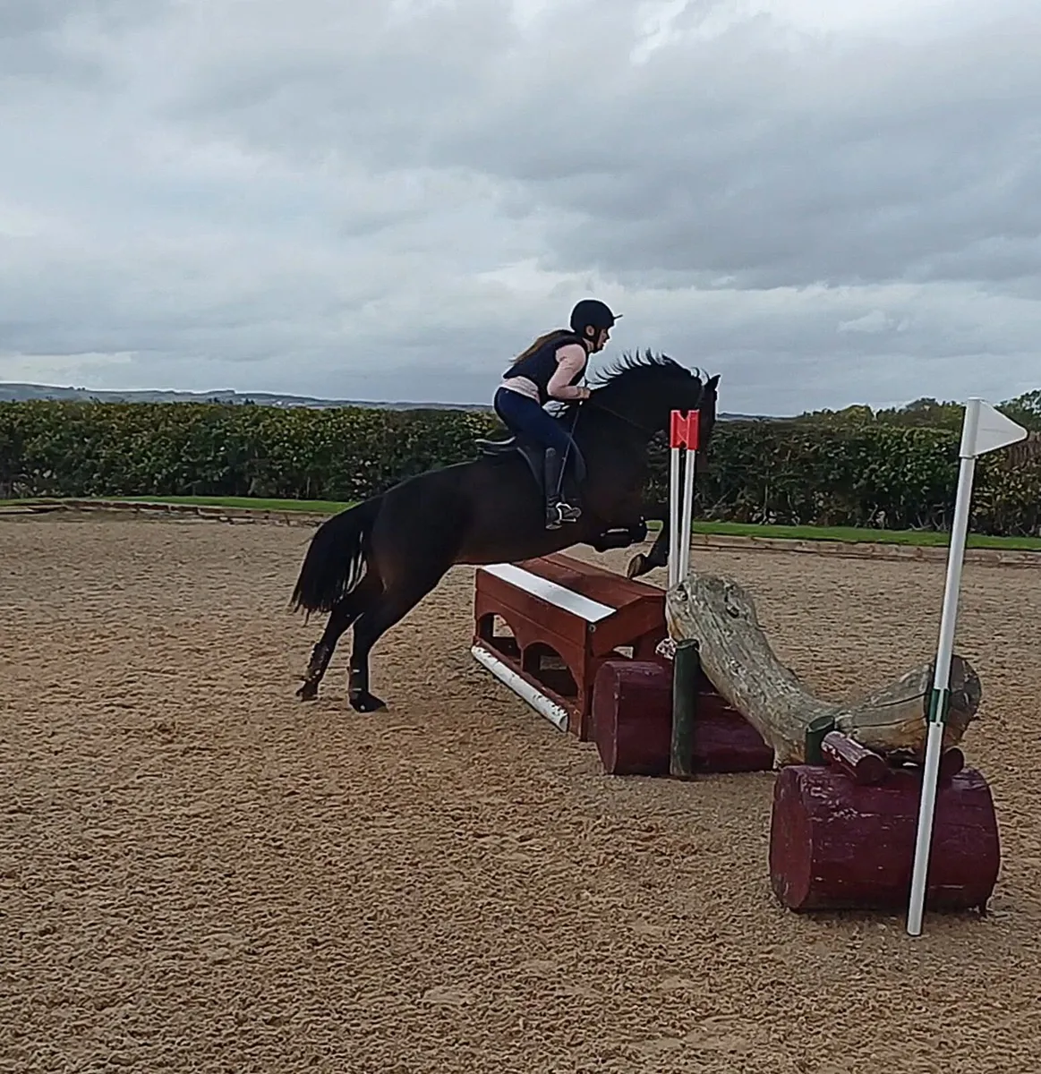 Lot 554 Clifden Sale 5yr Class 1 Bay Mare 148cm - Image 4