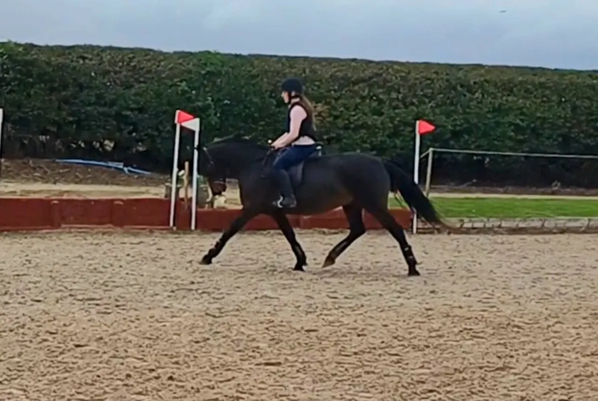 Lot 554 Clifden Sale 5yr Class 1 Bay Mare 148cm - Image 2