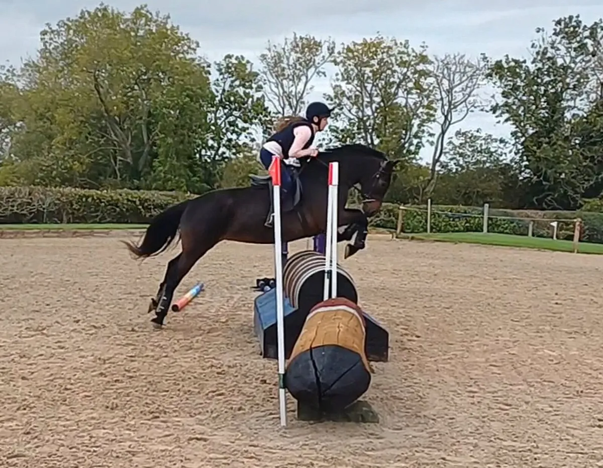 Lot 554 Clifden Sale 5yr Class 1 Bay Mare 148cm - Image 3