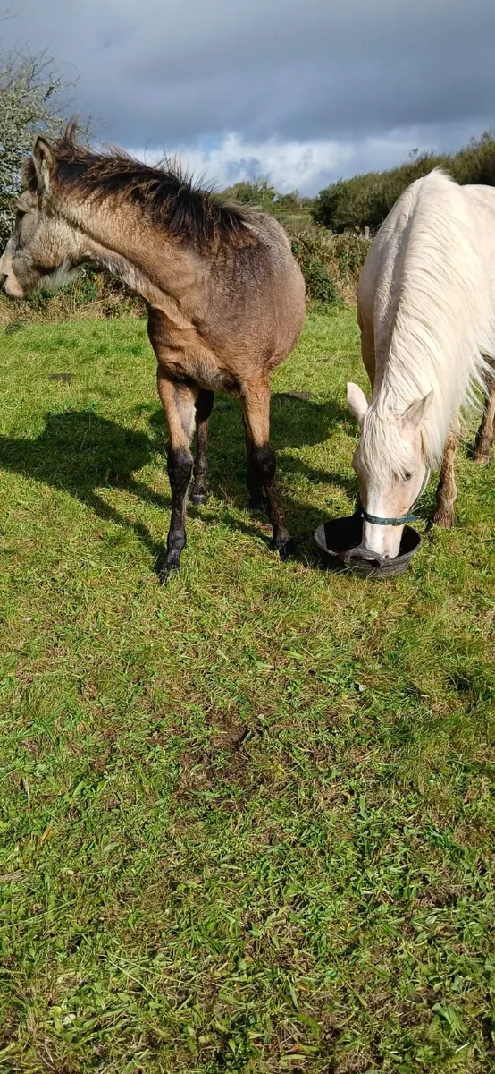 Connemara Filly Foal - Image 3