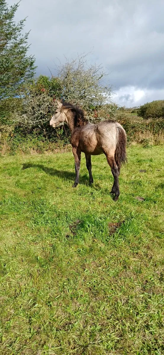 Connemara Filly Foal - Image 4
