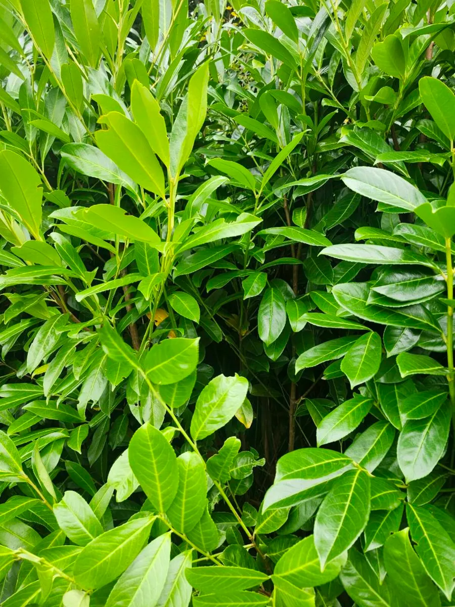 Bare root hedging - Image 2