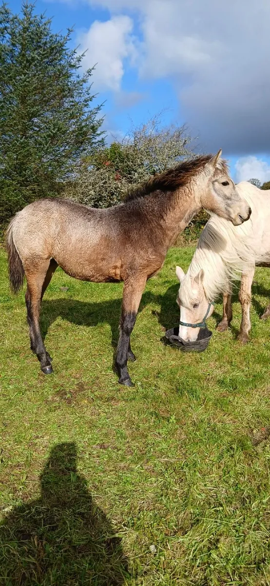 Connemara Filly Foal - Image 1
