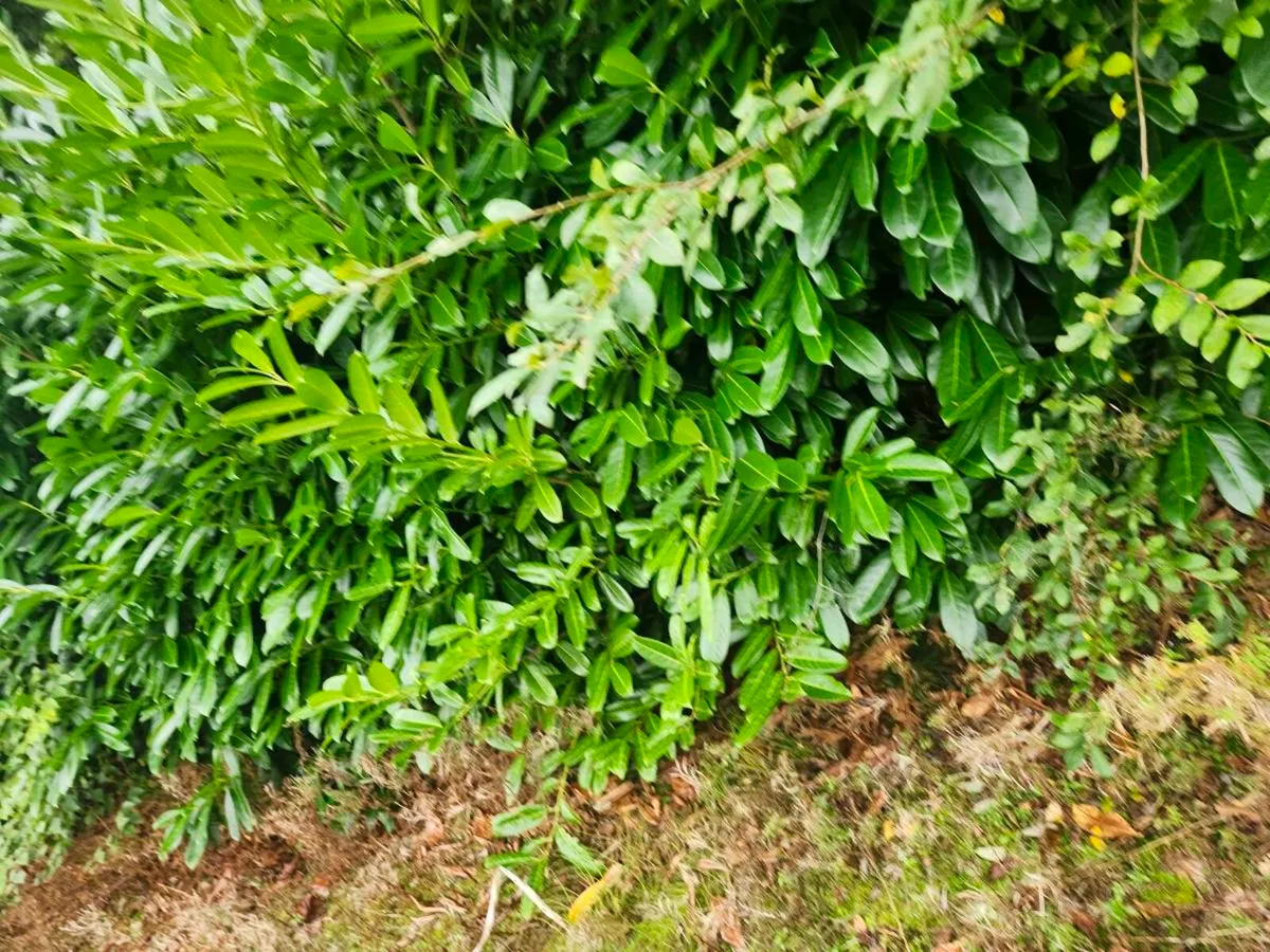 Bare root hedging - Image 1