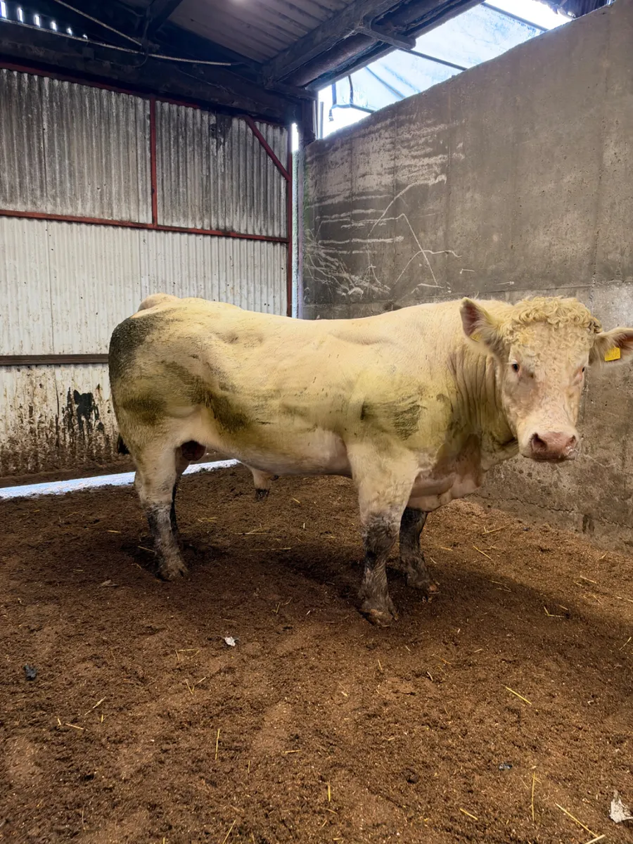 Pedigree Charolais bull - Image 1