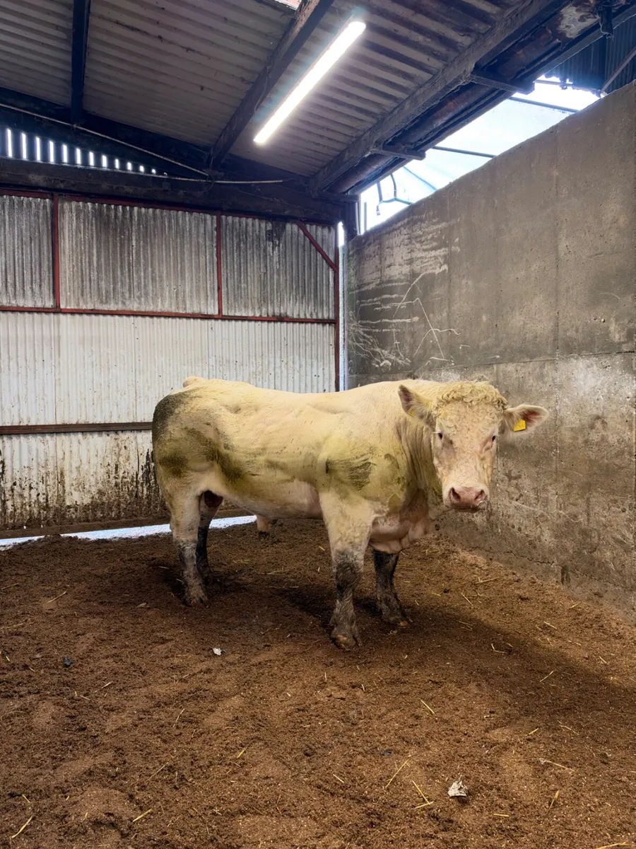 Pedigree Charolais bull - Image 3