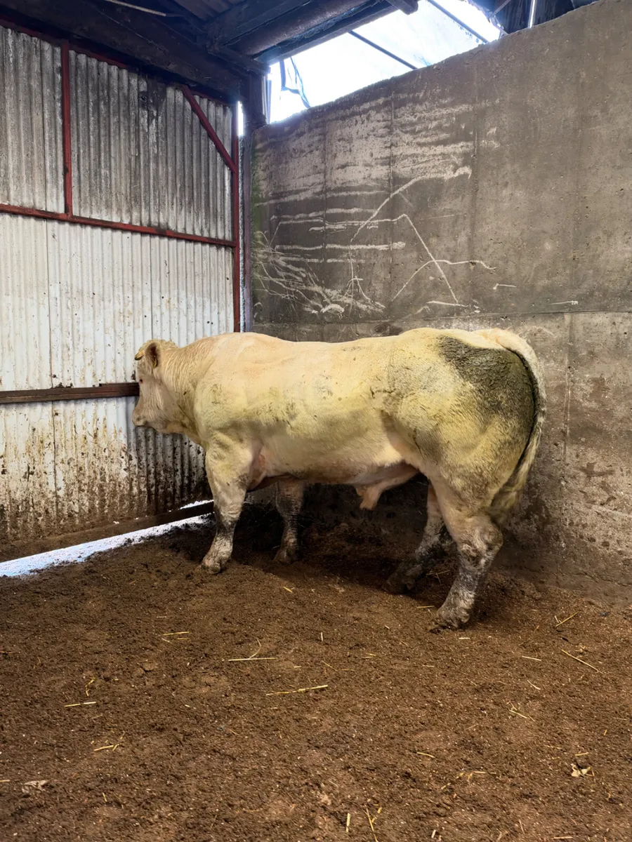 Pedigree Charolais bull - Image 4
