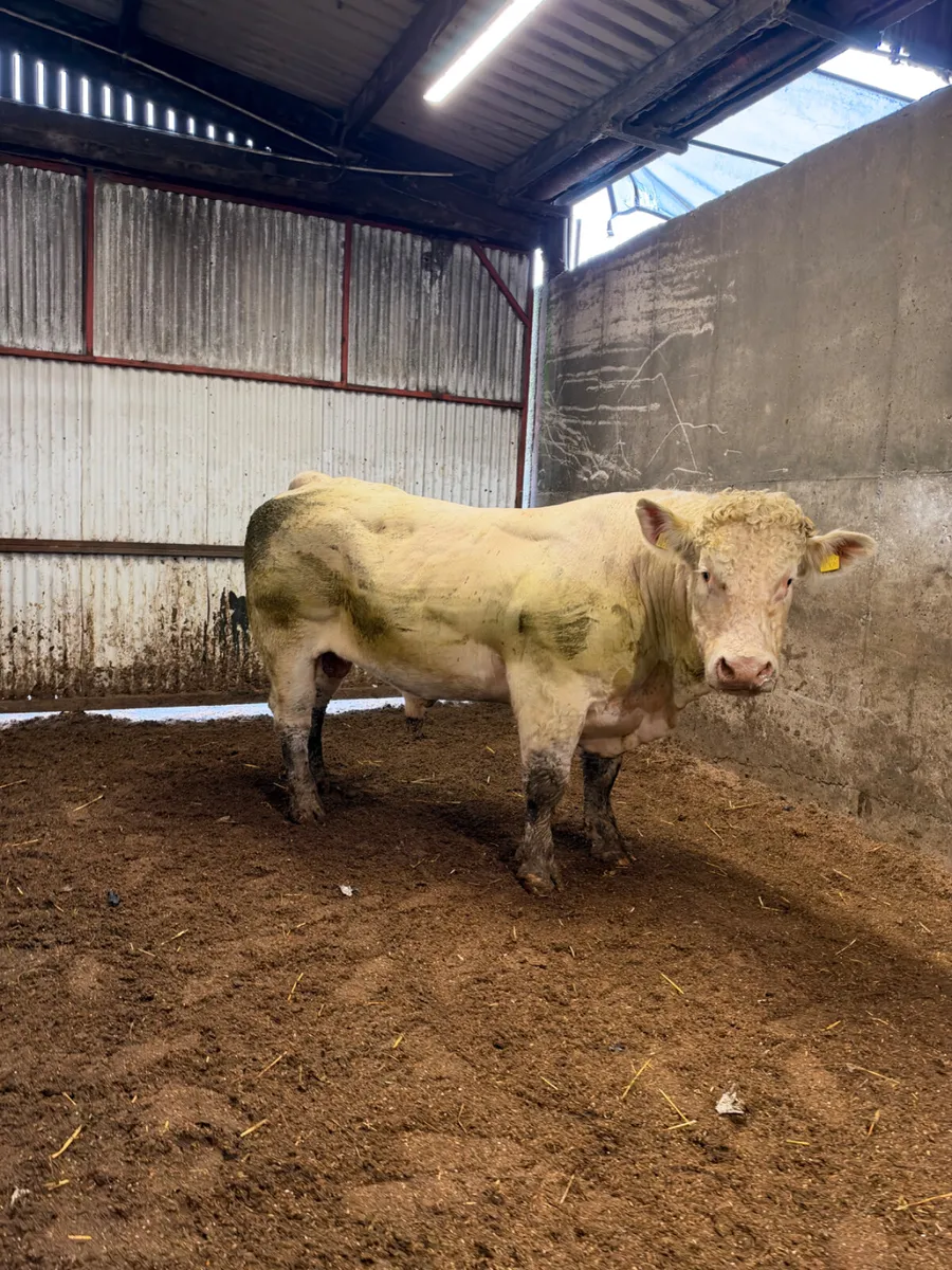 Pedigree Charolais bull - Image 2