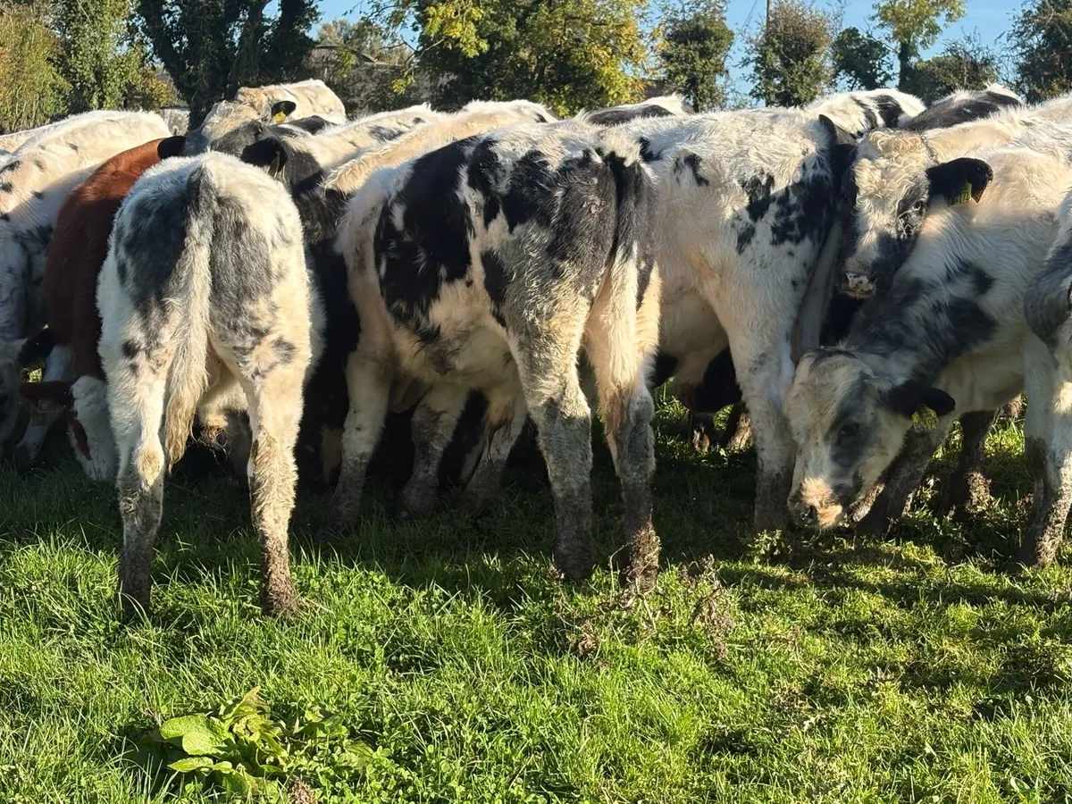 18 smashing 250kg blue bulls - Image 4