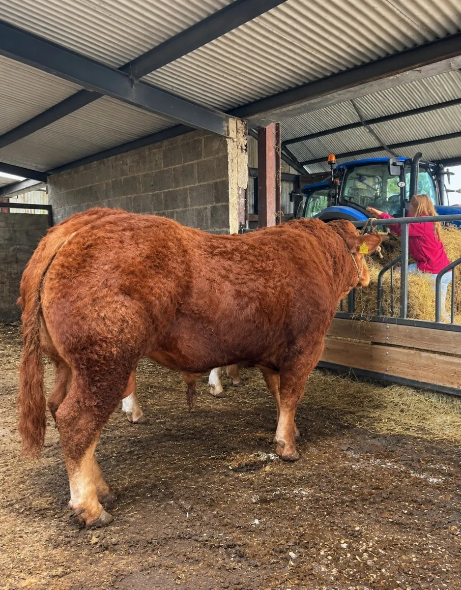 Bull - Image 1