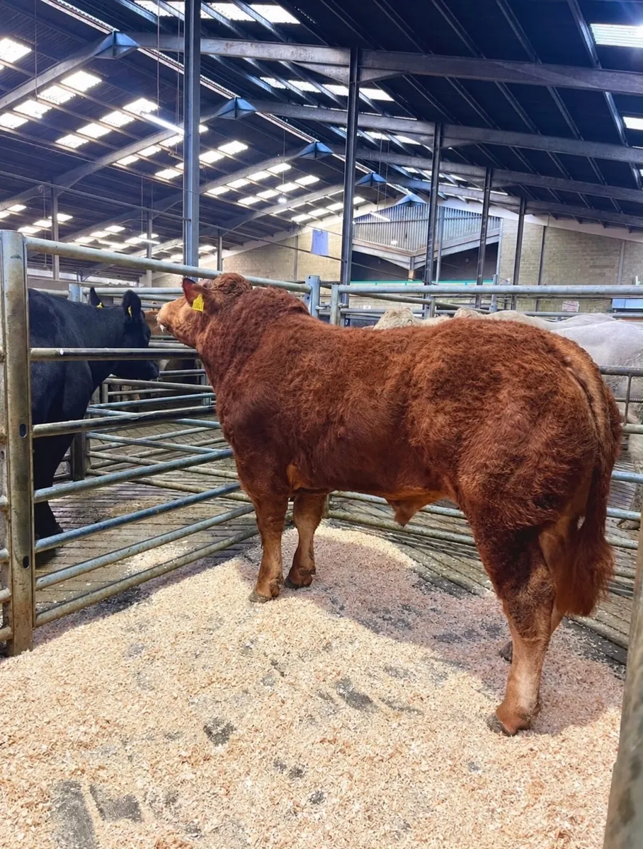 Bull - Image 3