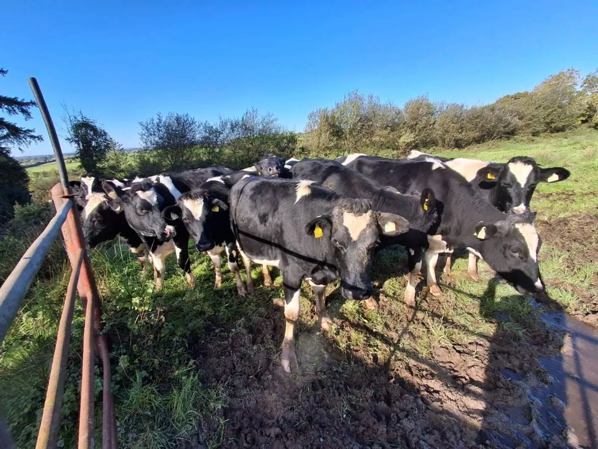 For sale Dairy Heifets - Image 2