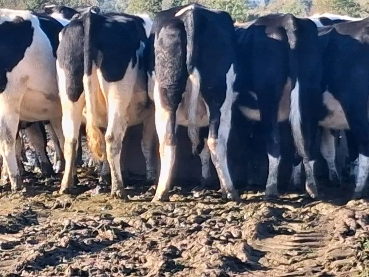 For sale Dairy Heifets - Image 3