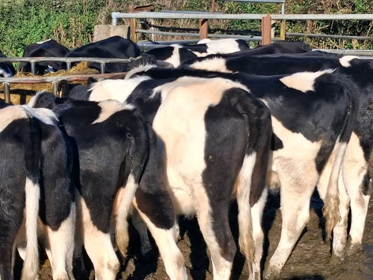 For sale Dairy Heifets - Image 4