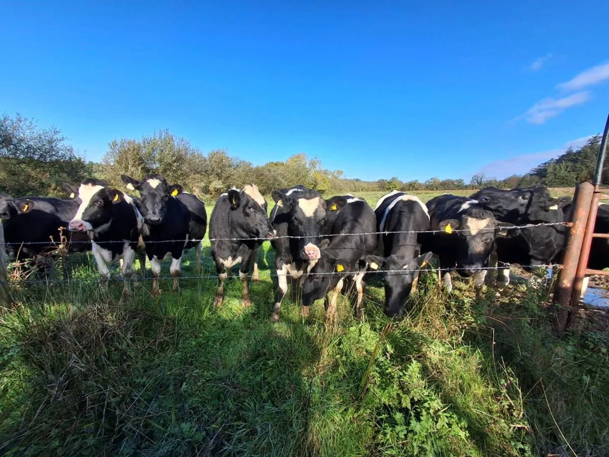 For sale Dairy Heifets - Image 1