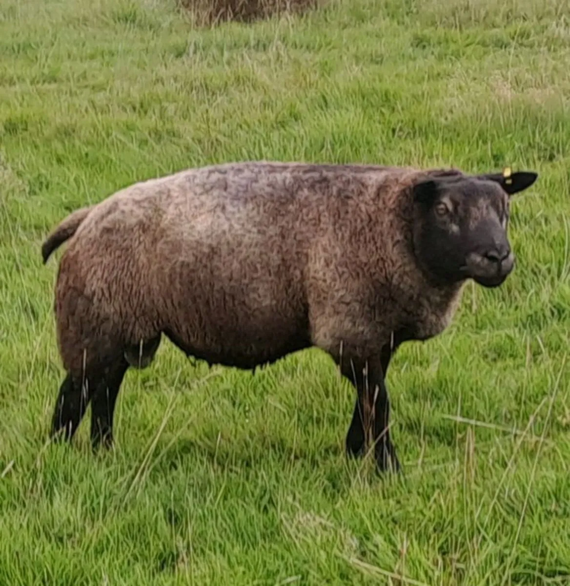 Lleyn Shearling  Ram & 2 yr old blue Texel  Ram - Image 2