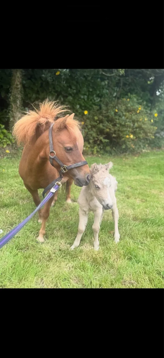 Miniature mare - Image 1