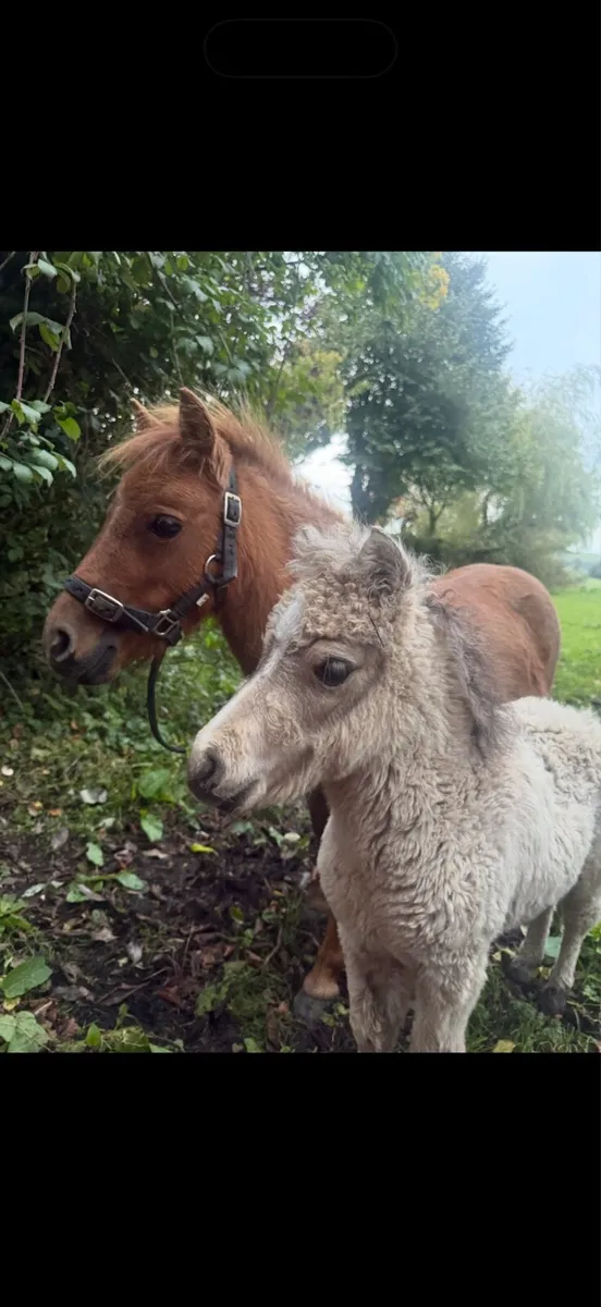 Miniature mare - Image 3
