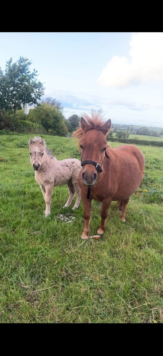Miniature mare - Image 2