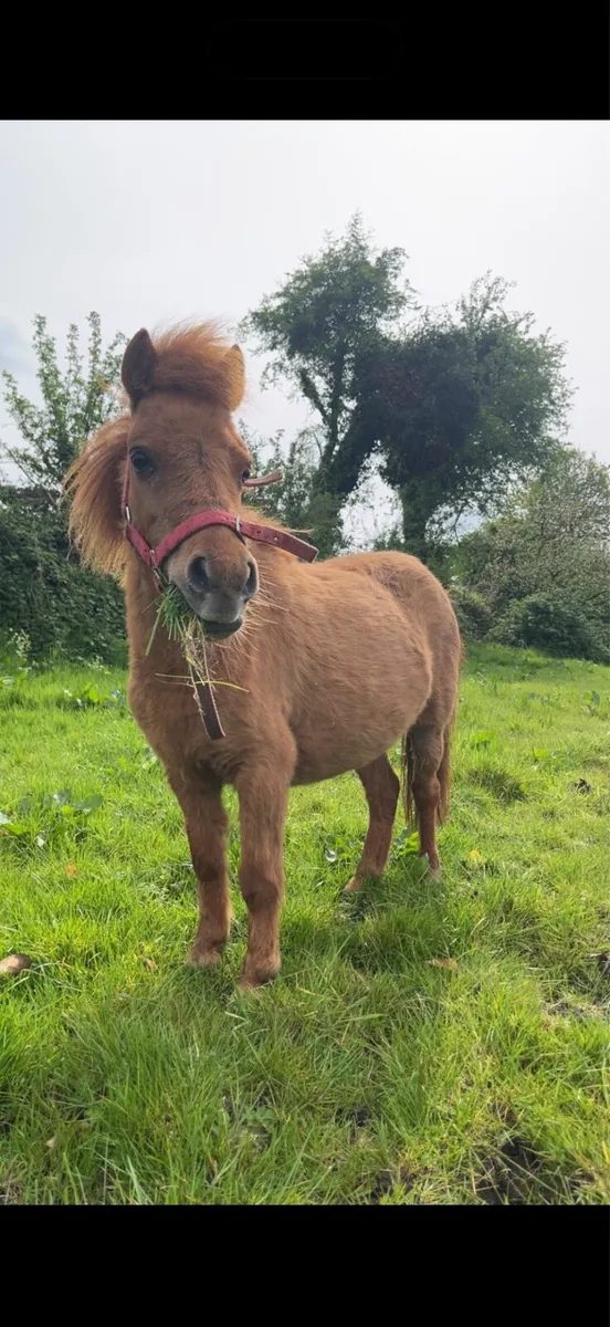 Miniature mare - Image 4