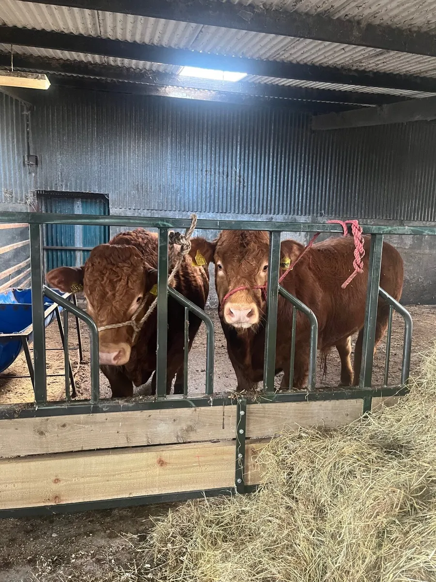 Bull - Image 4