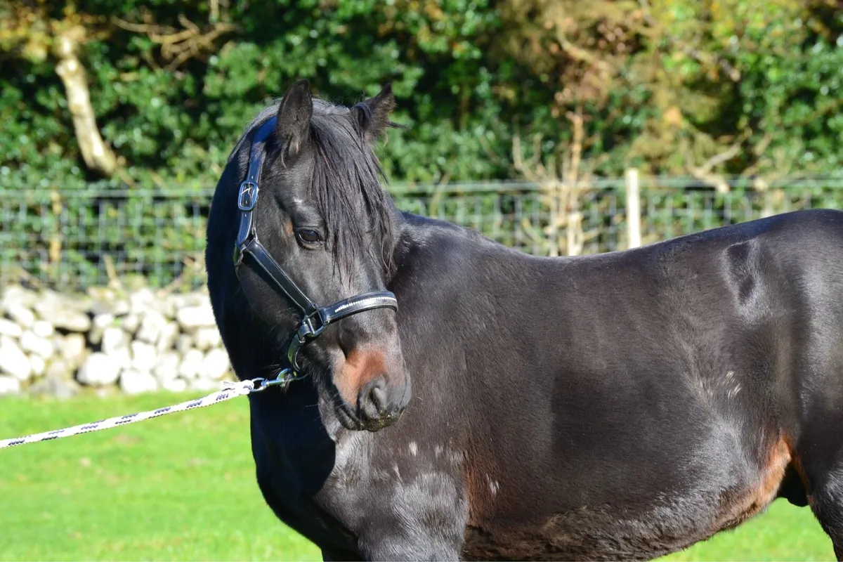 14.2 pony - Image 2