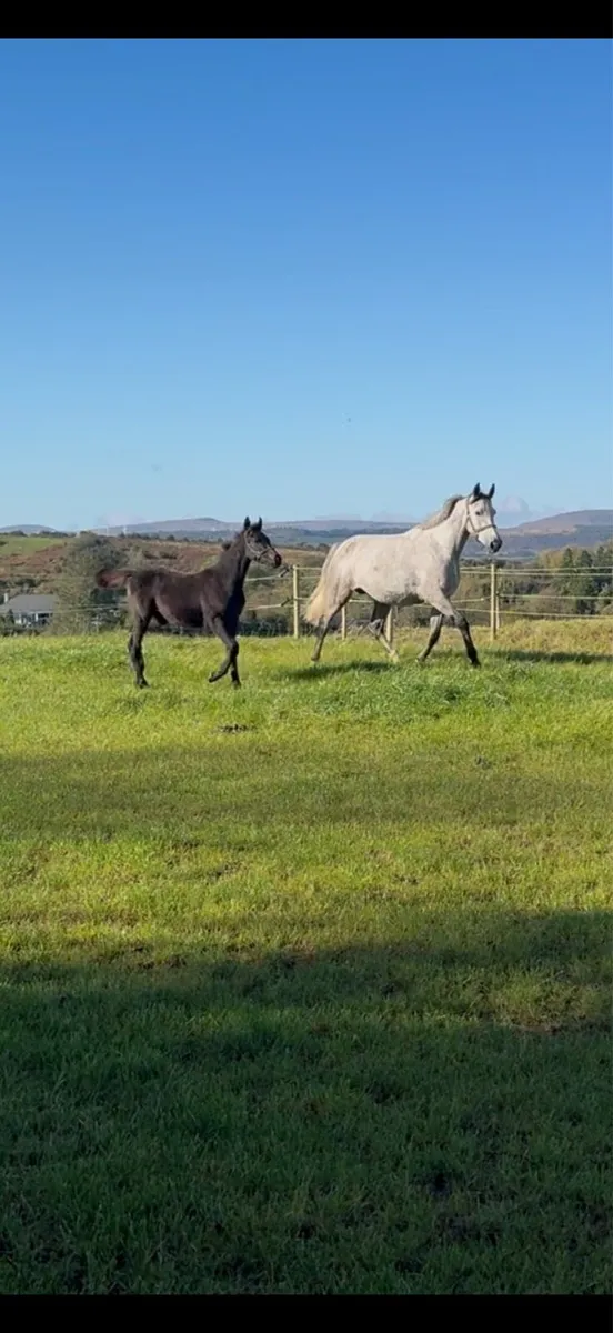 *Top quality Mare and foal, 1.50m Dam line * - Image 2