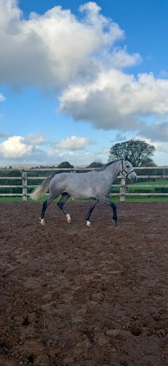 *Top quality Mare and foal, 1.50m Dam line * - Image 1