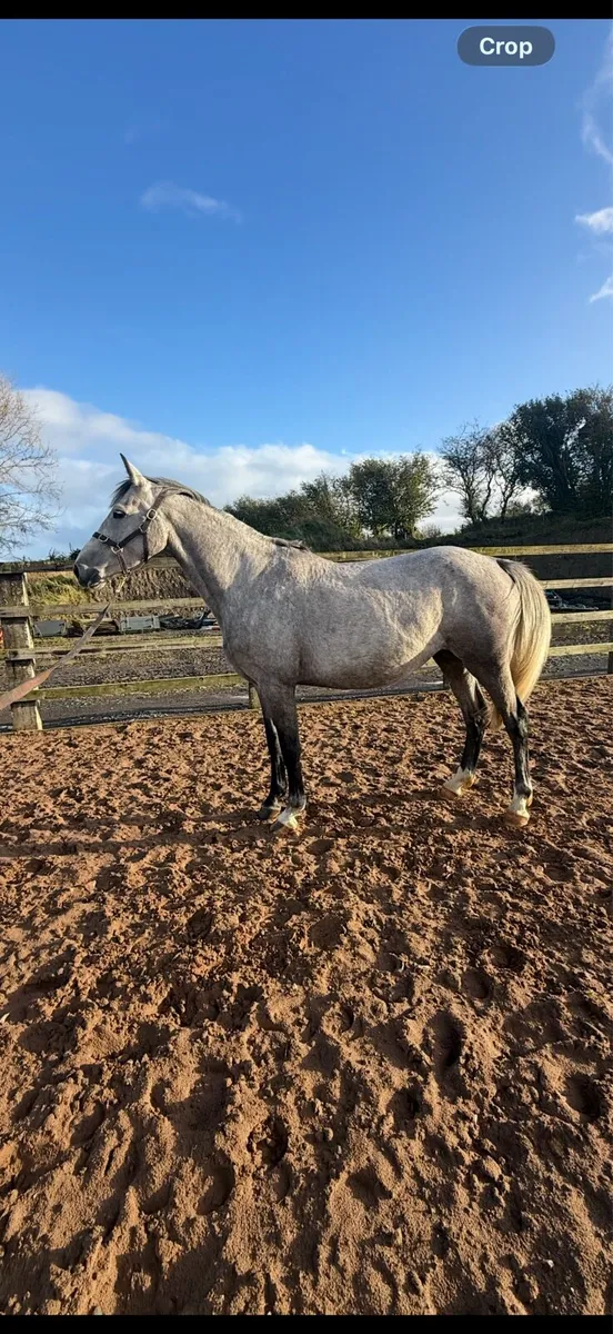 *Top quality Mare and foal, 1.50m Dam line * - Image 3