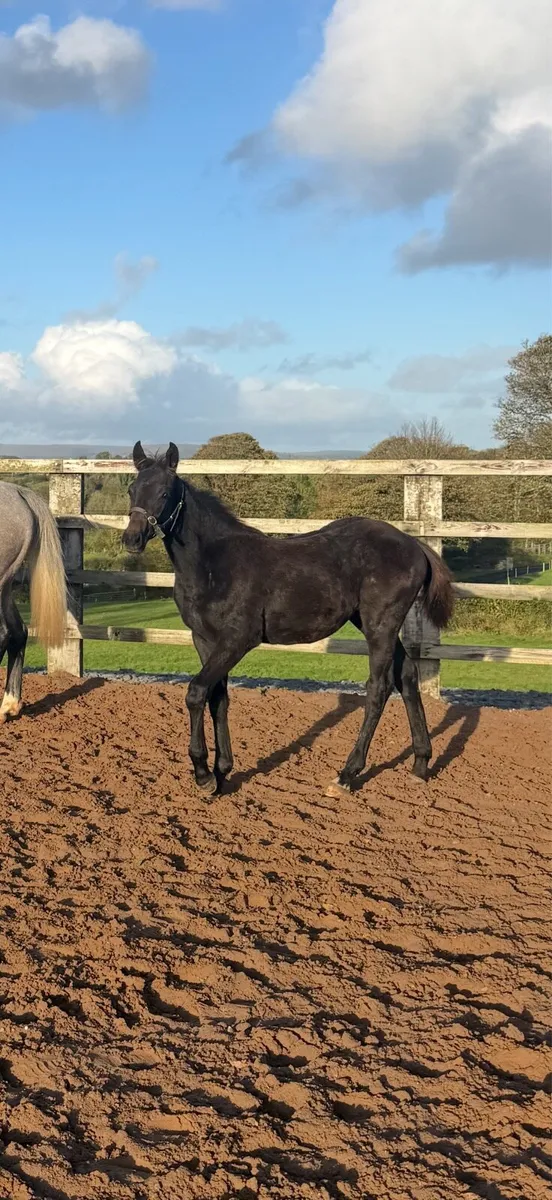 *Top quality Mare and foal, 1.50m Dam line * - Image 4