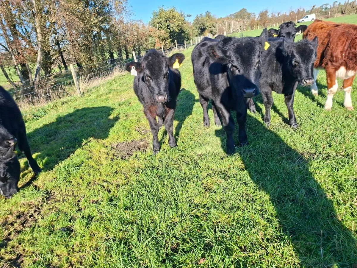 Angus heifers - Image 1